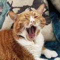 avatar for Puss_n_Books