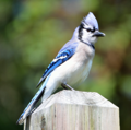 avatar for Bluejay